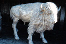 Aluminum Baby Buffalo Yard Art