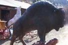 Buffalo On Stand