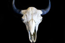 Buffalo Skull