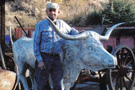 Long Horn Steer Yard Art