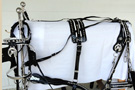 Spotted Trimmed In White Harness