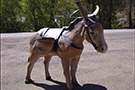 Pedro Donkey Yard Art